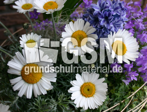 Margeriten.jpg